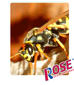 Stinging Insects In Michigan and Ohio